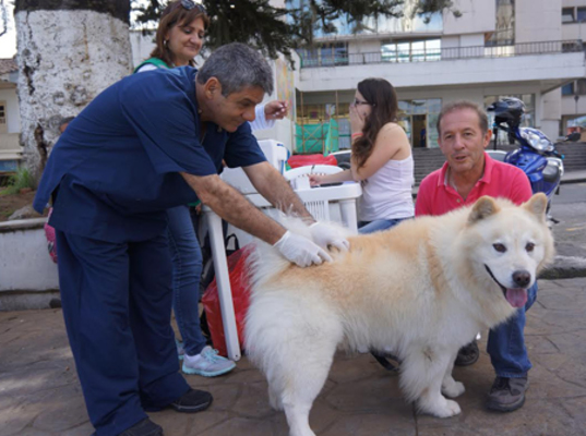 Gratis vacune a su mascota contra la rabia